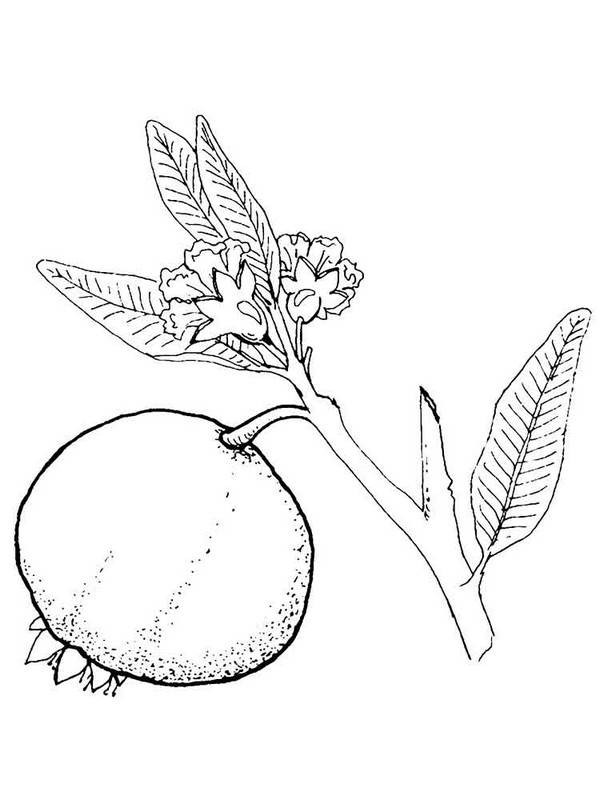 Online coloring book: Coloring page pomegranate on a twig
